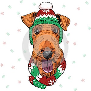 dog Airedale Terrier in christmas hat