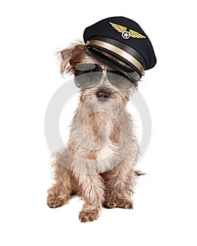 Dog Airplane Pilot