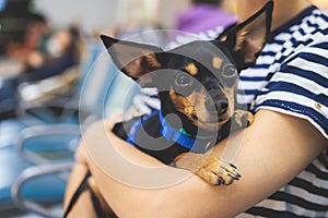 Dog in the airport hall near luggage suitcase baggage, concept of travelling with pets, small dog sitting on the hands of the