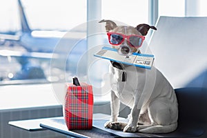 Dog in airport terminal on vacation