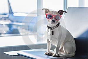 Dog in airport terminal on vacation