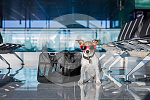 Dog in airport terminal on vacation