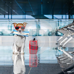 Dog in airport terminal on vacation