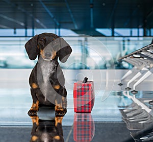 Dog in airport terminal on vacation
