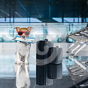 Dog in airport terminal on vacation