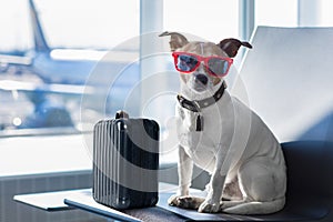 Dog in airport terminal on vacation
