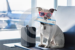 Dog in airport terminal on vacation photo