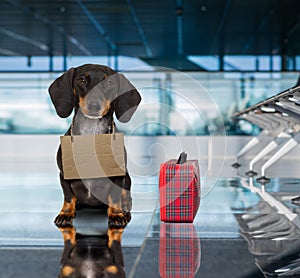 Dog in airport terminal on vacation ready for transport in a box