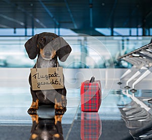 Dog in airport terminal on vacation ready for transport in a box