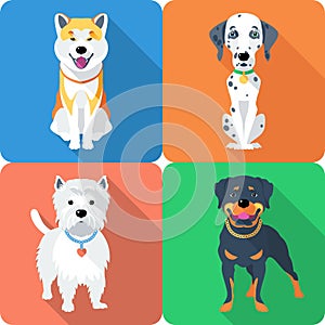 Dog Akita Inu, Dalmatian, Rottweiler and West