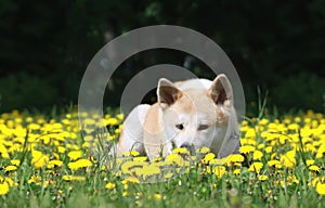 Dog, Akita Inu lies on a glade