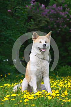 Dog, Akita Inu Sits on a glade in dandelions
