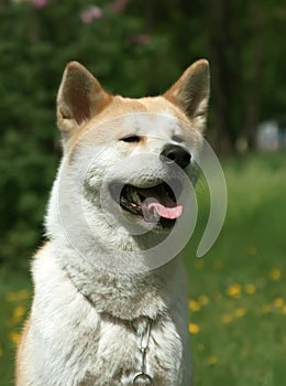 Dog, Akita Inu Sits on a park