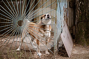 dog Alabai behind the fence guards the territory of a country house. The concept of animal care and rabies prevention