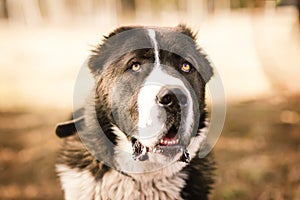 Dog alabai central asian shepherd closeup portrait