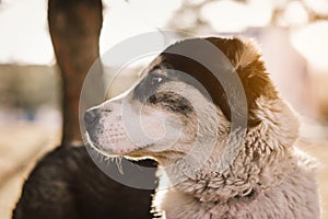 Dog alabai central asian shepherd closeup portrait