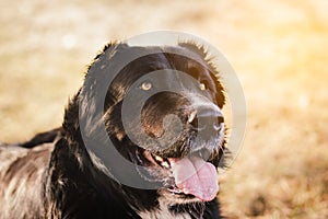 Dog alabai central asian shepherd closeup portrait