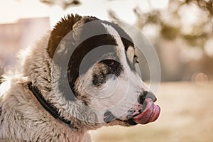 Dog alabai central asian shepherd closeup portrait