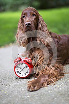 Dog and alarm clock