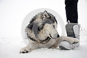 Dog Alaskan Malamute lies on the snow