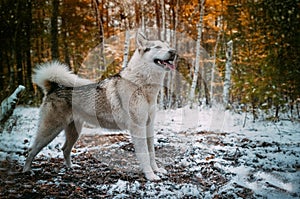 Dog is an Alaskan malamute photo