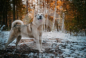 Dog is an Alaskan malamute photo