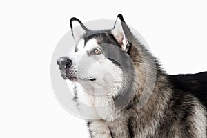 Dog. Alaskan Malamute on white background