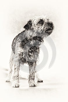 Dog, alertness; terrier, tongue, Border Terrier, standing, black