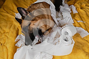 Young crazy dog makes mess and rejoices. View from above. Dog is alone at home entertaining by eating toilet paper. Charming photo