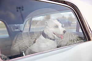 Dog alone is locked in car on heat hot day, howls and whines, asks for water on sunny summer