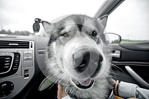 Dog alone is locked in car in heat, window is open. Concept wait travel
