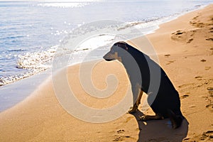 Dog alone on smooth wet beach sand looking out to sea