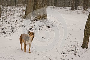 A dog alone in the woods in the winter. Snowing. A homeless animal. Humanism. Animal protection