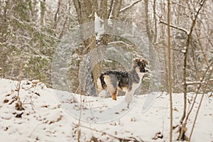 A dog alone in the woods in the winter. Snowing. A homeless animal. Humanism. Animal protection