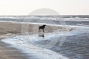 Dog along the shore-line at Ameland Island, Holland photo