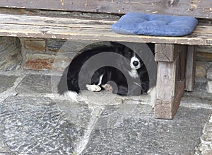 Dog at a an alpine hut