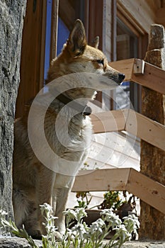 Dog at alpine hut