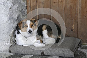 Dog at alpine hut