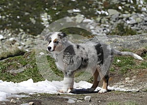 Dog at a an alpine hut