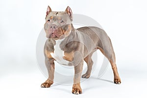 Dog of american bully breed of lilac tri color standing at the white background with serious face