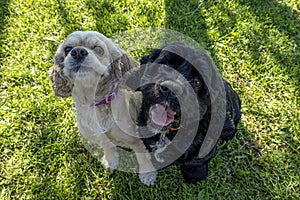 Dog. American Cocker spaniel. Two hunting dogs are sitting on the lawn. Animal themes. Dog breeding