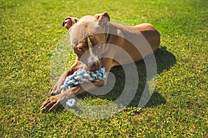 Dog American staffordshire terrier, amstaff. Bites rope toy on green grass
