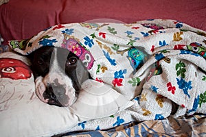Dog american staffordshire terrier with blanket on head for cold on sofa in winter season
