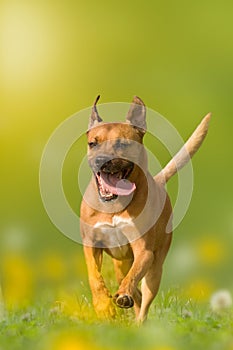 Il cane americano fossa toro salta Attraverso prato 