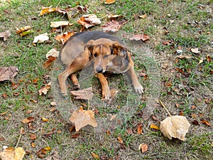 Dog amongst autumn leaves