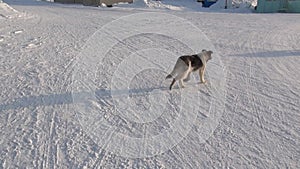 Dog in Anadyr city on far north of Russia.