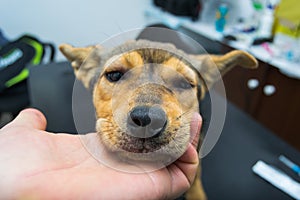 Dog with anaphylactic  reaction after Vitamin K injection photo