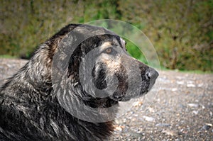 Dog. Anatolian shepherd dog, Turkey