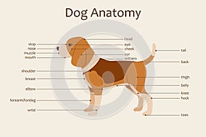 Dog anatomy
