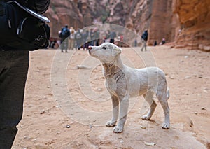 Dog in an ancient abandoned rock city of Petra in Jordan